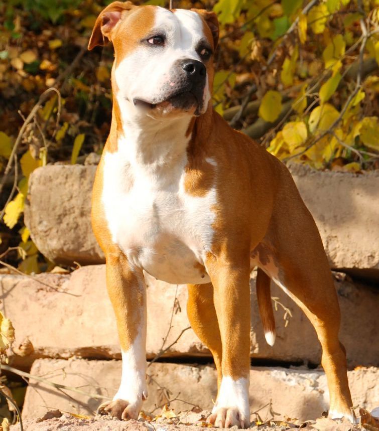 Roxy